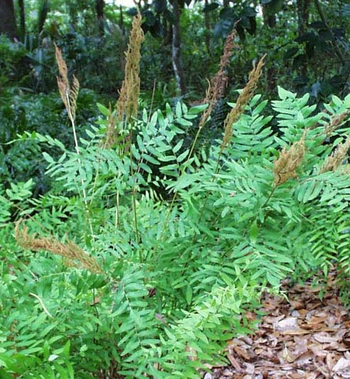 Live Royal Fern Plant in 3.5" Pot - Osmunda regalis Native Perennial Fern for Shade & Wetlands