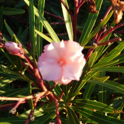 Rare Oleander Cuttings - Mrs. Roeding Heirloom Variety - 5 Fresh Nerium oleander Propagation Clippings