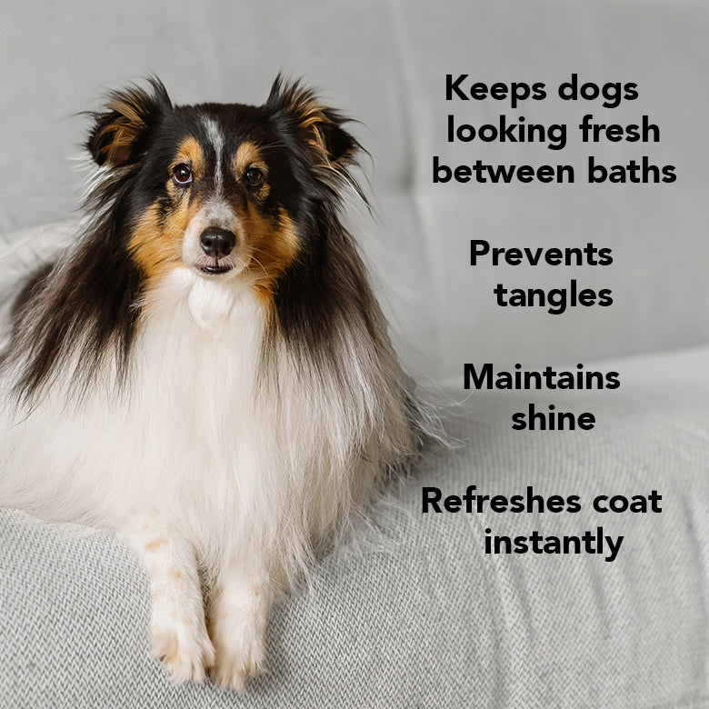 THE LEAVE IN Dog Detangling Leave in Spray — Detangling, Moisturizing & Conditioning Leave In Spray for Dogs