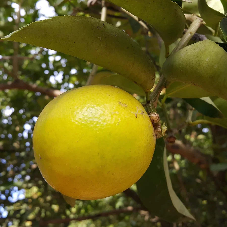 Palestine Sweet Lemon Cuttings (Citrus limetta) 6โ8 Inch Unrooted โ For Rooting or Grafting, Mild & Sweet Organic Citrus
