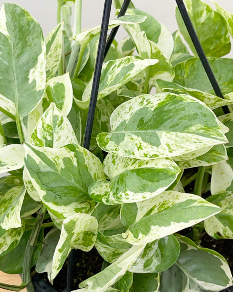 Pearls and Jade Pothos Rooted Live Plant | Variegated Epipremnum Aureum | 2-Inch Pot Indoor Vine | Easy Care Houseplant