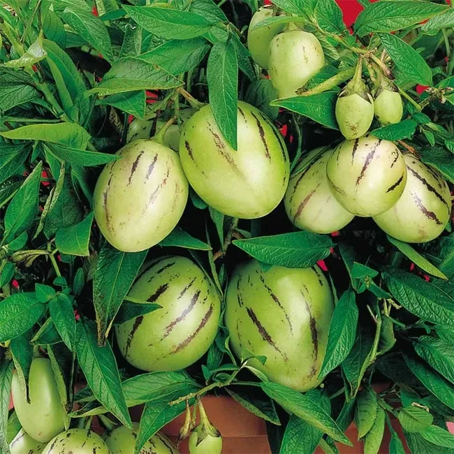 Kendall's Gold Pepino Melon Cuttings | Unrooted Solanum Muricatum | Rare Golden Variety, Sweet Fruit Plant, Pepino Dulce