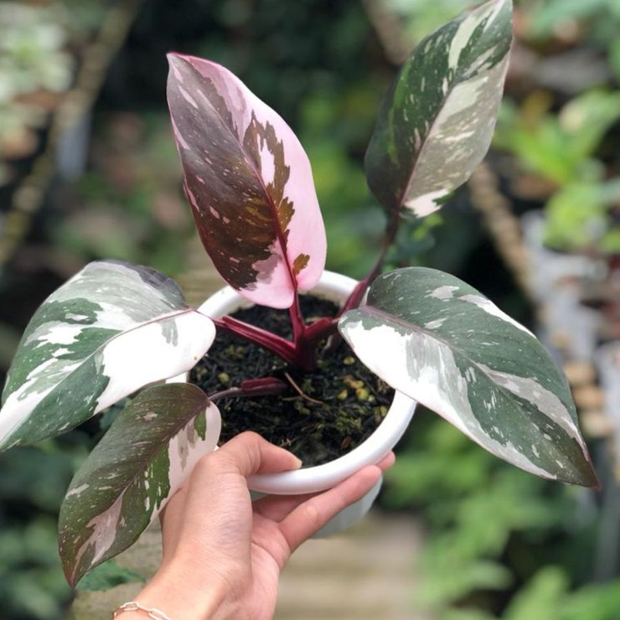Philodendron Red Anderson Princess Live Plant 3-5" Variegated Rare Aroid Indoor Tropical Houseplant