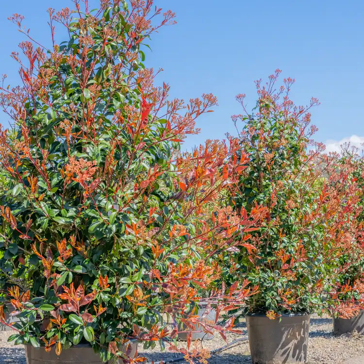 3 Red Tip Photinia Plants Bare Root – Vibrant Red Foliage, Evergreen Privacy Hedge, Fast Growing Shrub, Photinia x fraseri