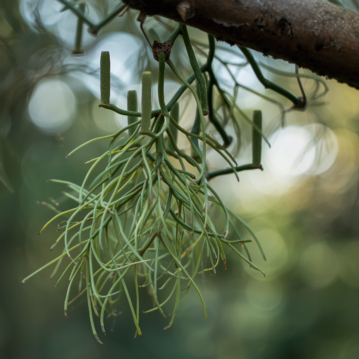 Clumping Epiphytic Cactus - Rhipsalis teres forma heteroclada - Unique Clumping Branches - Ideal for Indoor Plant Lovers
