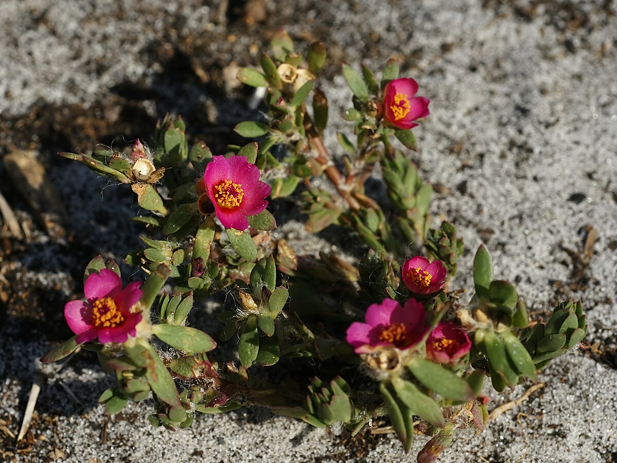 Paraguayan Purslane Root Cuttings – Portulaca amilis Moss Rose Ground Cover, Vibrant Pink & Purple Flowers, Drought Tolerant Succulent