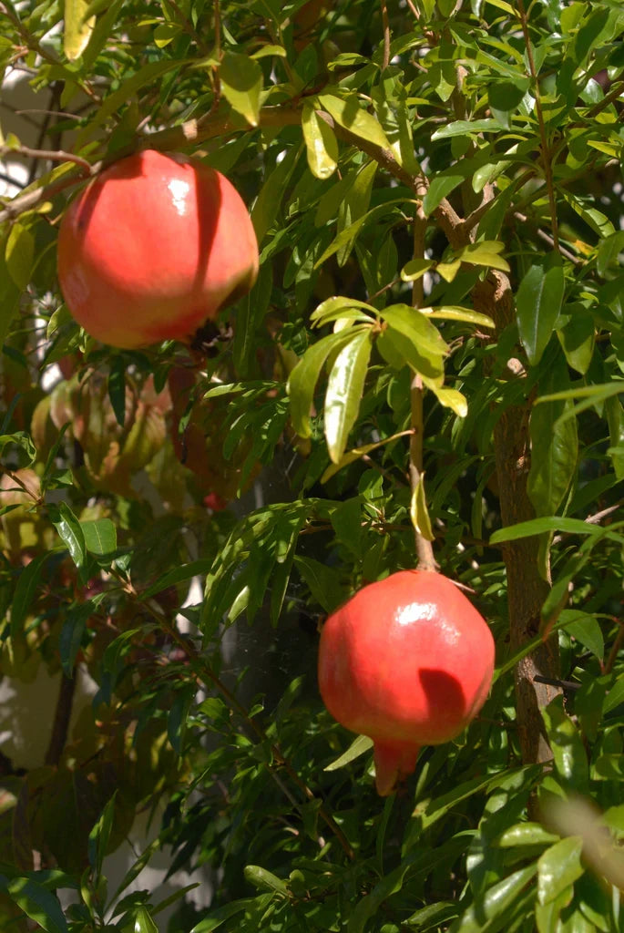 Kashmir Pomegranate Cutting 6-8 Inch Unrooted Punica granatum Hardy Red Fruit Tree for Grafting & Propagation