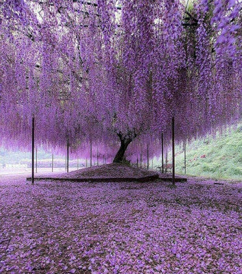 Unrooted Purple Wisteria Cuttings | Hardy Fast-Growing Climbing Vine for Trellis, Fence, Pergola | Wisteria sinensis