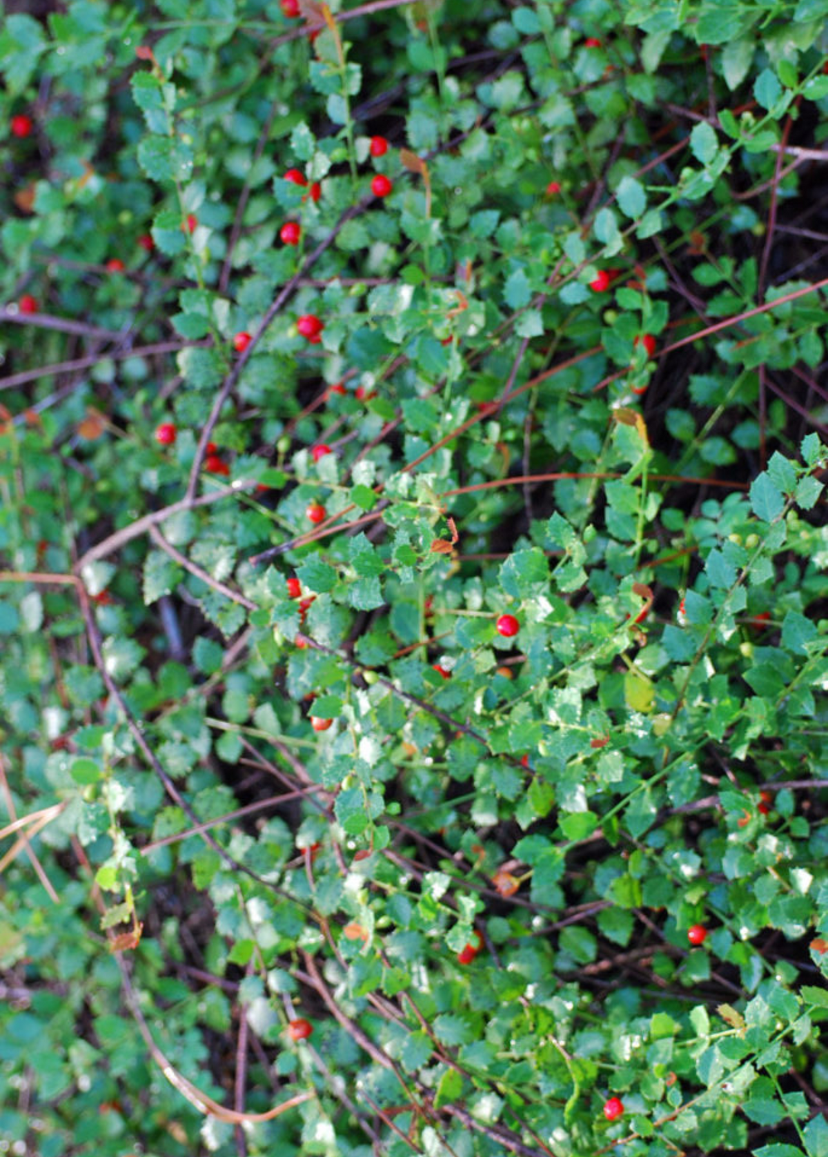Quail Berry Shrub, Evergreen Ground Cover, Red Berries, Crossopetalum ilicifolium, Christmasberry Plant