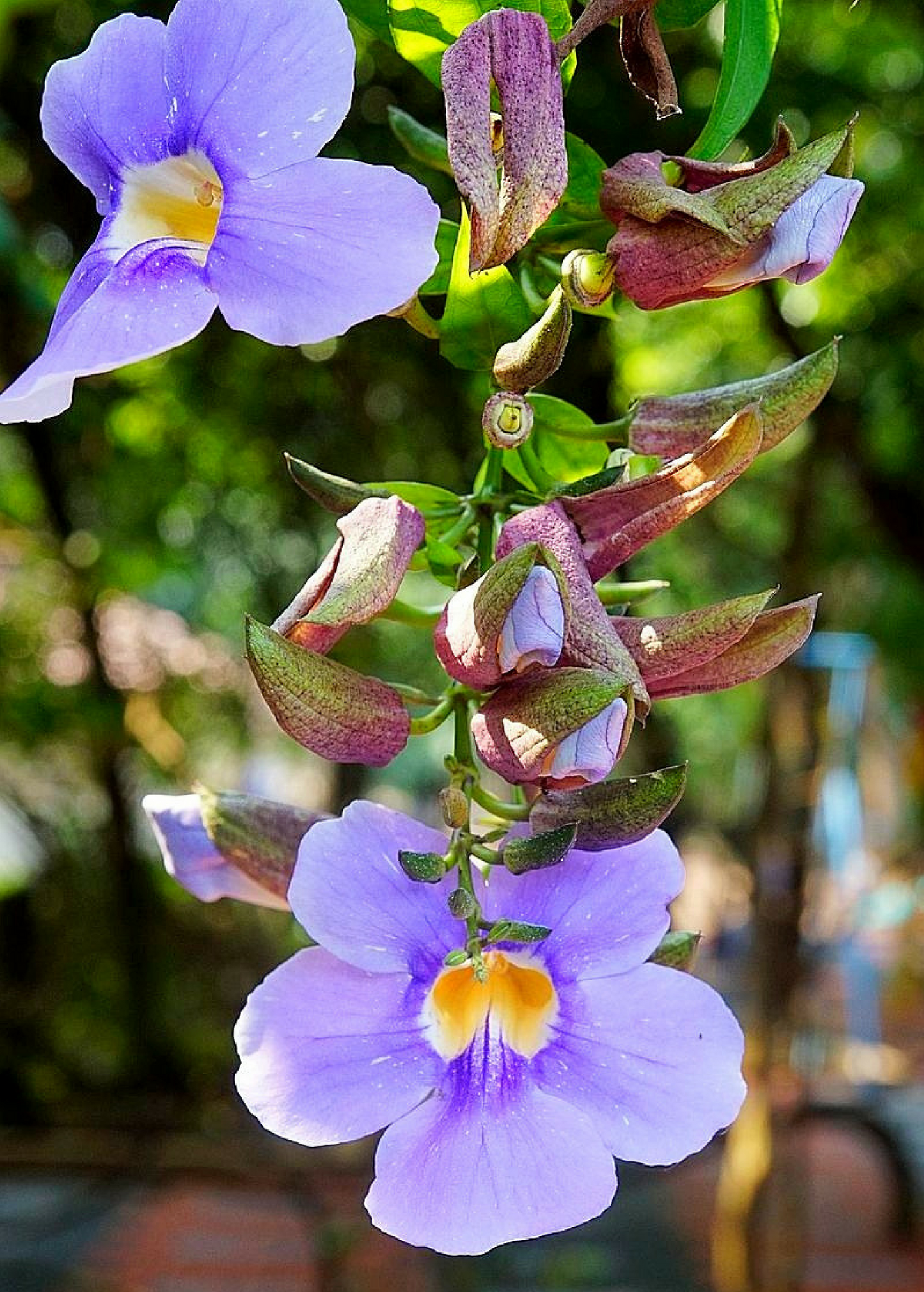 Vining Tropical Herb Plant Rang Jued Thunbergia laurifolia Lavender-Blue Trumpet Flowers