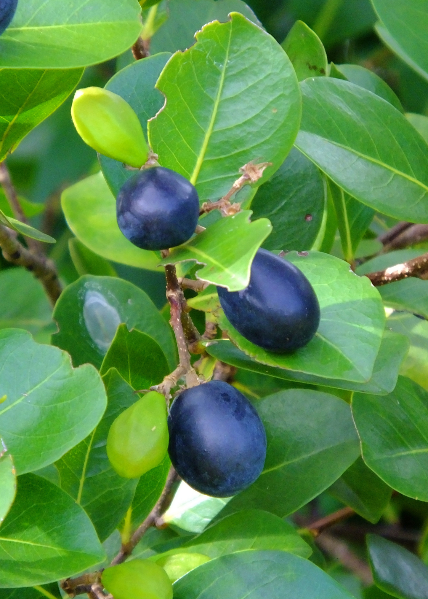 Red-tipped Cocoplum Shrub, Evergreen Coastal Plant, Chrysobalanus icaco, Ornamental & Erosion Control