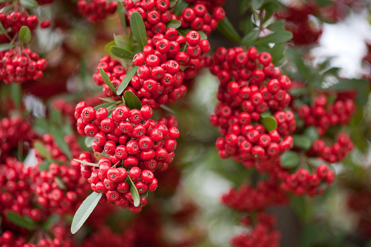 Rare Scarlet Firethorn Cuttings – Pyracantha coccinea – 5 Fresh Unrooted Cuttings for Rooting or Grafting, Red Berry Hedge Plant