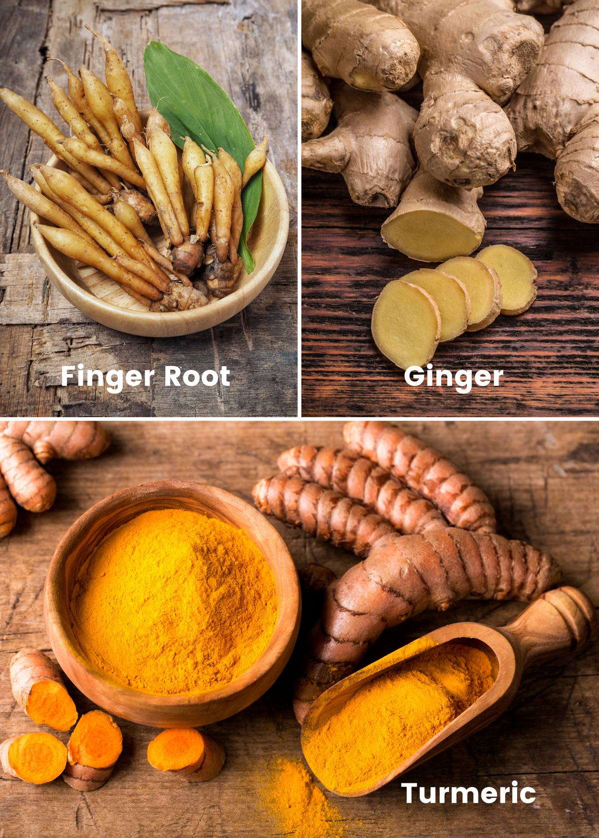 Roots Bundle of Turmeric, Finger Root & Ginger Plants – Organic, Pre-Potted, Rare Culinary Herbs, Sustainable Packaging