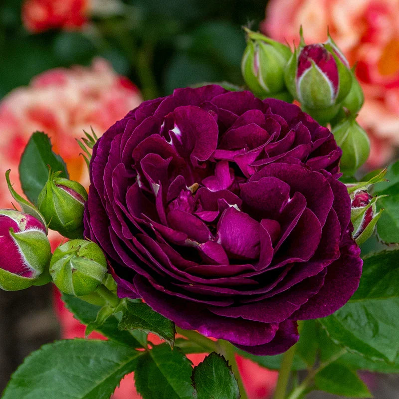 Super Rare Twilight Zone Rose Cuttings – Unrooted Deep Purple Rose for Grafting & Propagation, Rosa ‘Twilight Zone’