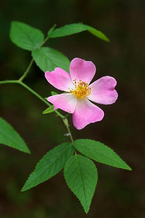 Rosa setigera Seeds – Illinois Rose Native Wildflower Perennial, Pink Blooms, Pollinator Attractant, Non-GMO Seed Packet