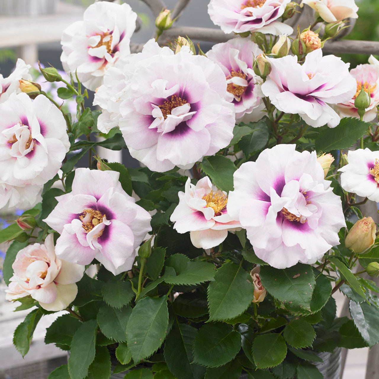 Super Rare Eyes for You Rose Cuttings – Lavender & Purple Eye Rose for Rooting, Grafting, Propagation, Rosa ‘Eyes for You’