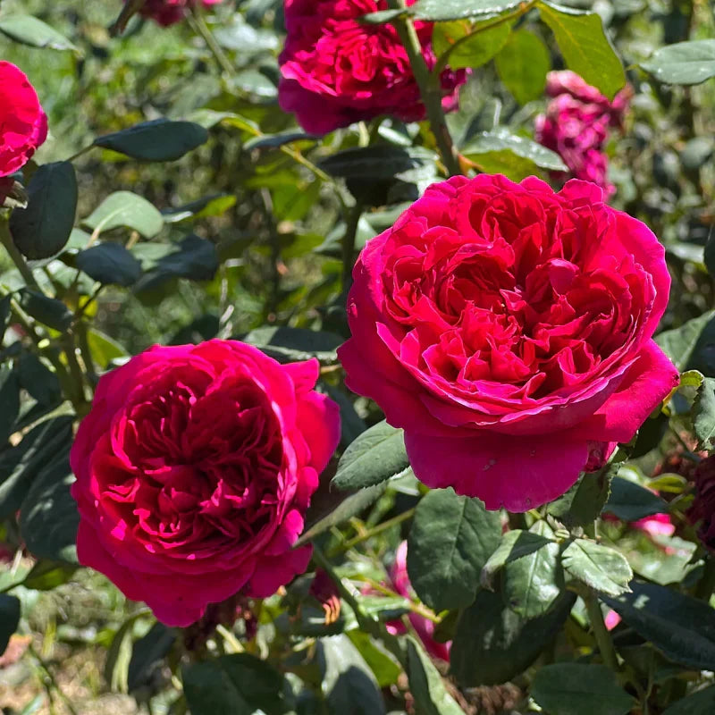 Super Rare Rouge Royal Red Rose Cuttings – 3 Unrooted Rosa ‘Rouge Royal’ Fragrant Modern Rose for Grafting