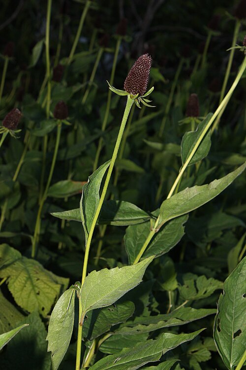 Rudbeckia occidentalis Seeds – Western Coneflower Native Perennial Wildflower Pollinator-Friendly Prairie Plant (75 Seeds)