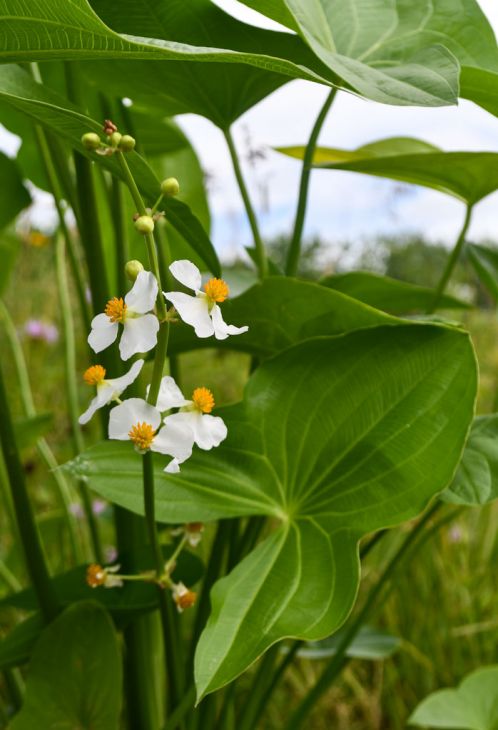 Sagittaria latifolia Seeds – Native Aquatic Perennial for Ponds, Wetlands & Rain Gardens, Duck Potato, White Flowers, 100 Seeds