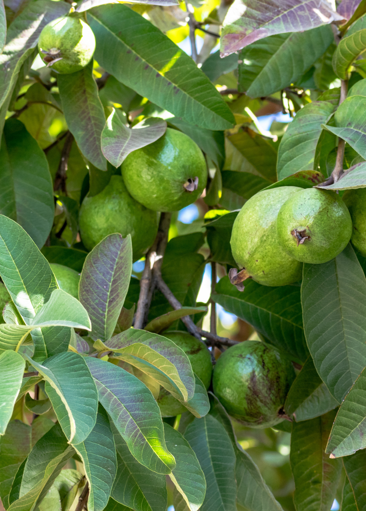 Scarlet Guava Plant - Tropical Edible Shrub with Pink Flesh - Psidium guajava