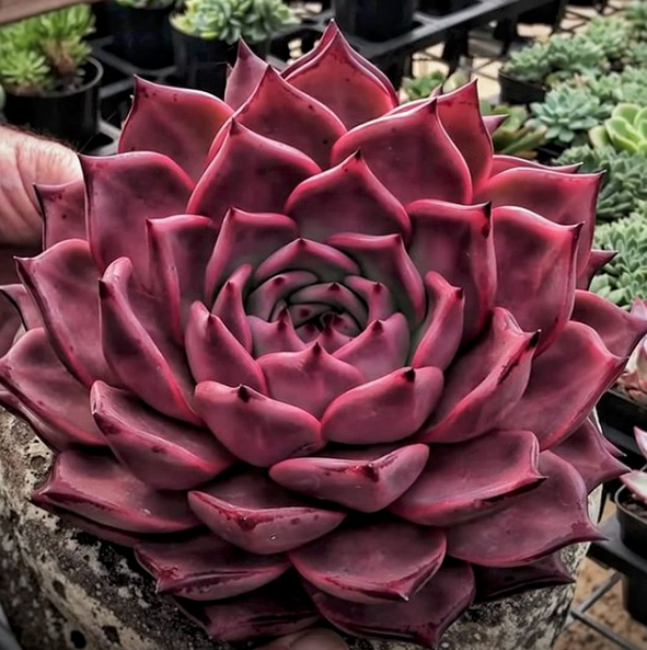 Echeveria Agavoides 'Romeo Rubin' – Rare Red Succulent Plant 2" Live Bare Root Indoor Outdoor Easy Care