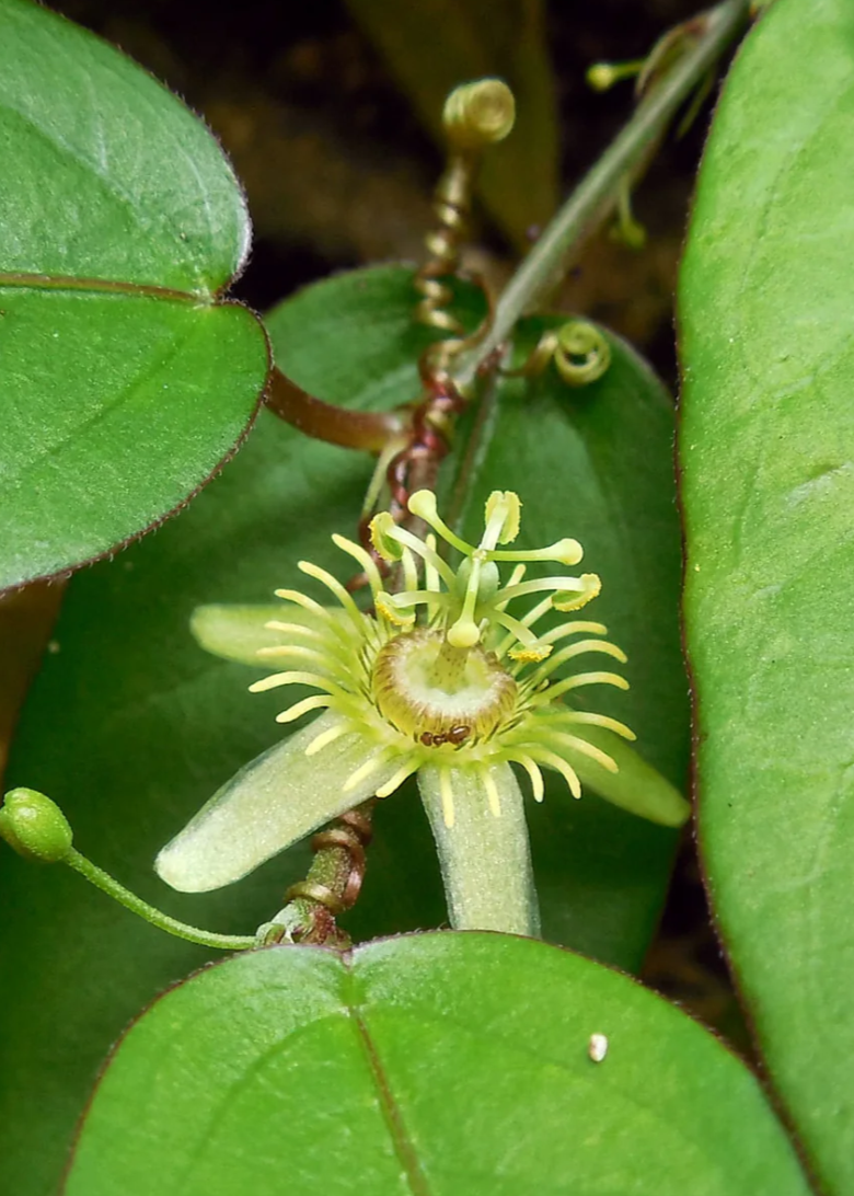 Passiflora Suberosa Corky Stem Passion Fruit Plant Native Florida Tropical Subtropical Garden