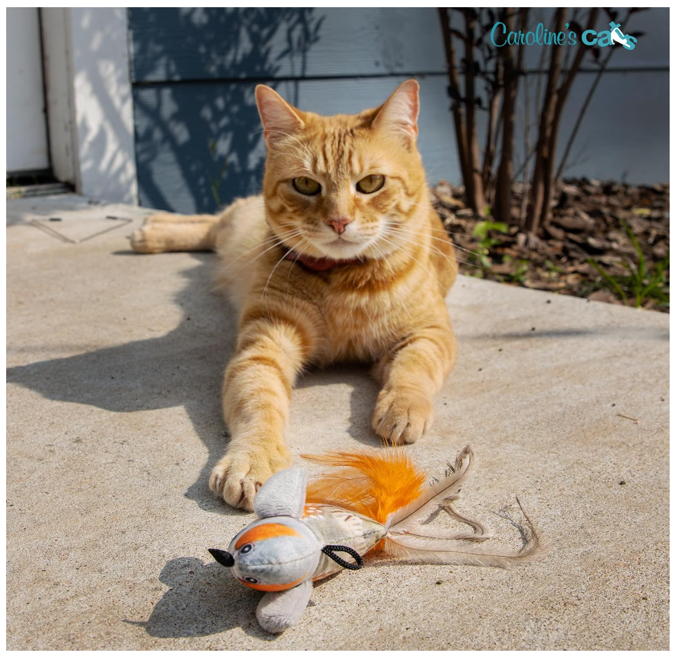 Carolines Cats Plush Chirping Bird Cat Toy On Elastic String With Doorway Hanger No Flimsy Suction Cups Real Electronic Avian Sounds