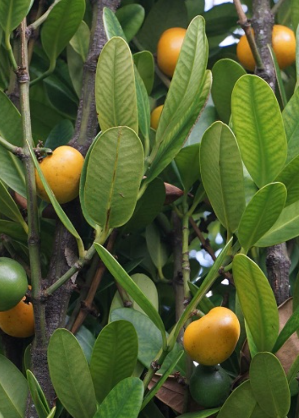 Garcinia Spicata Plant - Exotic Garlic Fruit Tree with Glossy Leaves, Edible Tart Fruits, Suitable for Shoreline & Containers