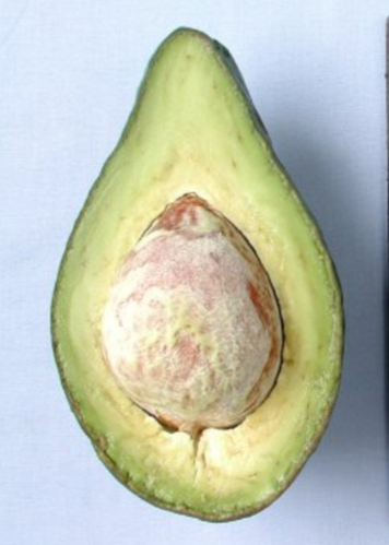Avocado Lula Grafted Tree - Cold-Hardy, Late-Season, High Oil Content, Florida Variety, Pear-Shaped, Green Skin