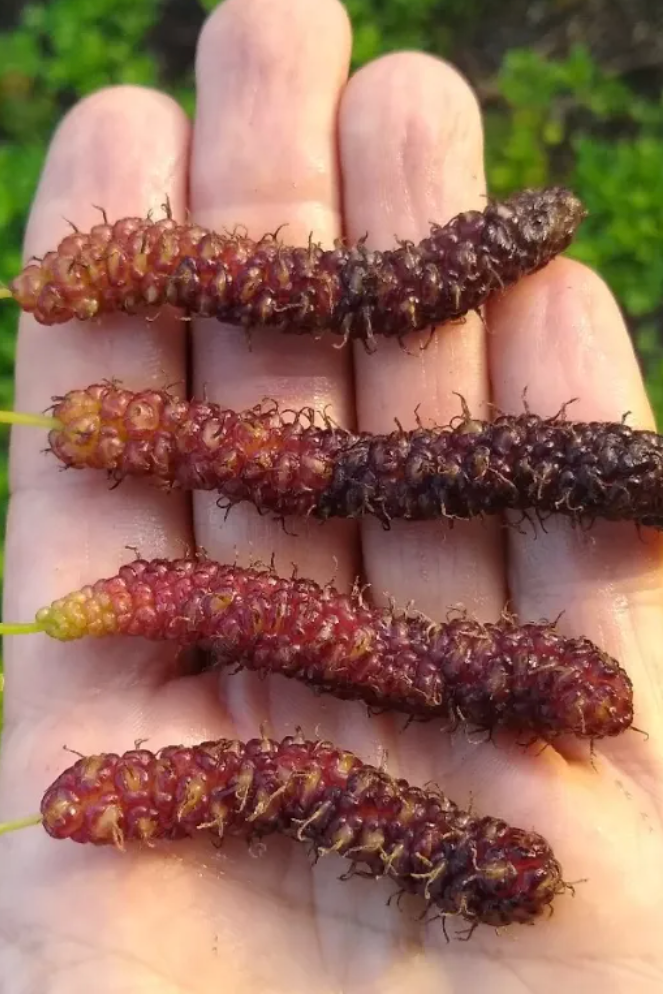 Mulberry 'Skinner' Grafted Tree - Rare Long-Fruited Mulberry Morus macroura var. Skinner with Cascading Velvet-Sweet Fruit