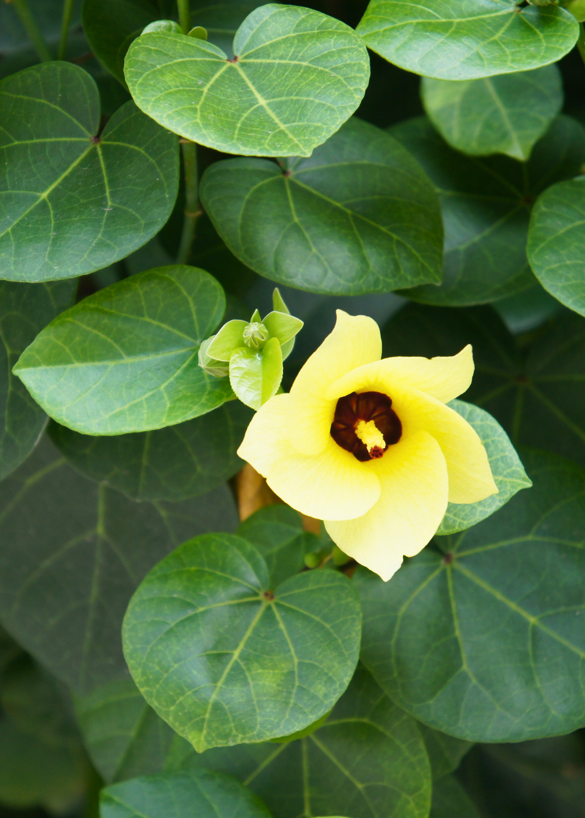 Sea Hibiscus Shrub or Tree - Tropical Coastal Plant with Heart-Shaped Leaves and Shifting Yellow to Red Blooms Hibiscus tiliaceus