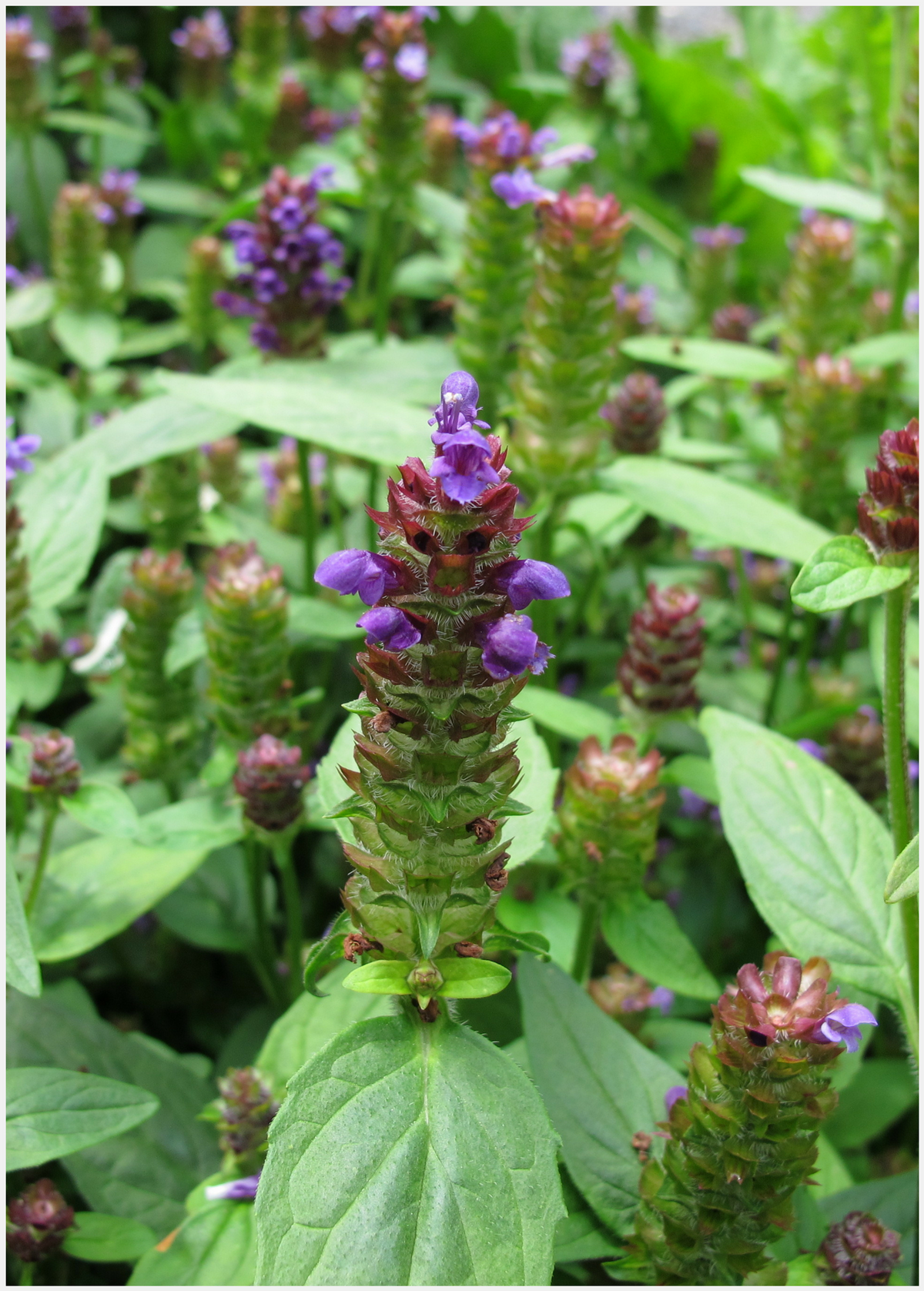 Self Heal Herb Plant, Groundcover, Prunella vulgaris, Medicinal & Culinary Herb, Drought Tolerant, Bee-Friendly