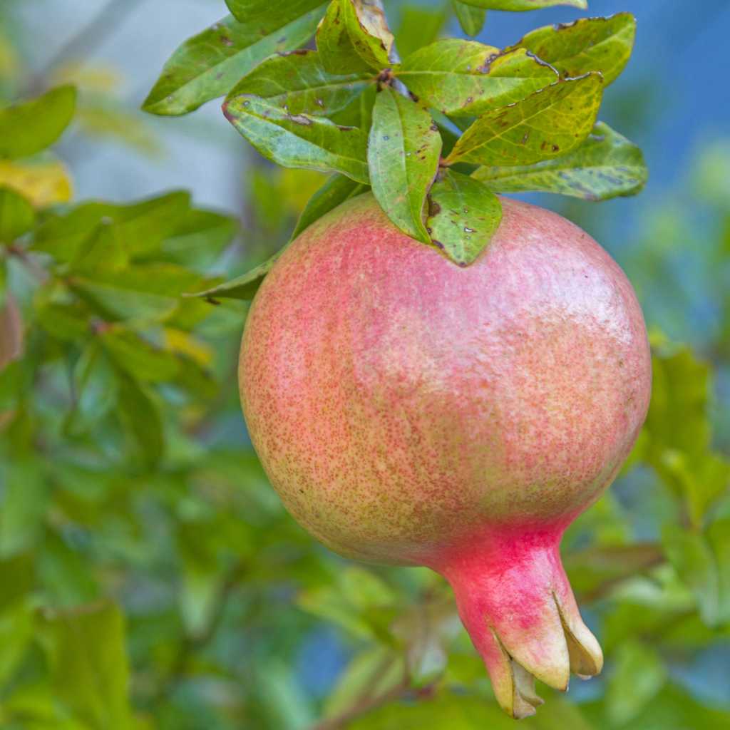 Super Rare Sirenevyi Pomegranate Cuttings – 3 Fresh Scions for Rooting or Grafting – Large Pink-Purple Arils, Sweet Flavor, Punica granatum