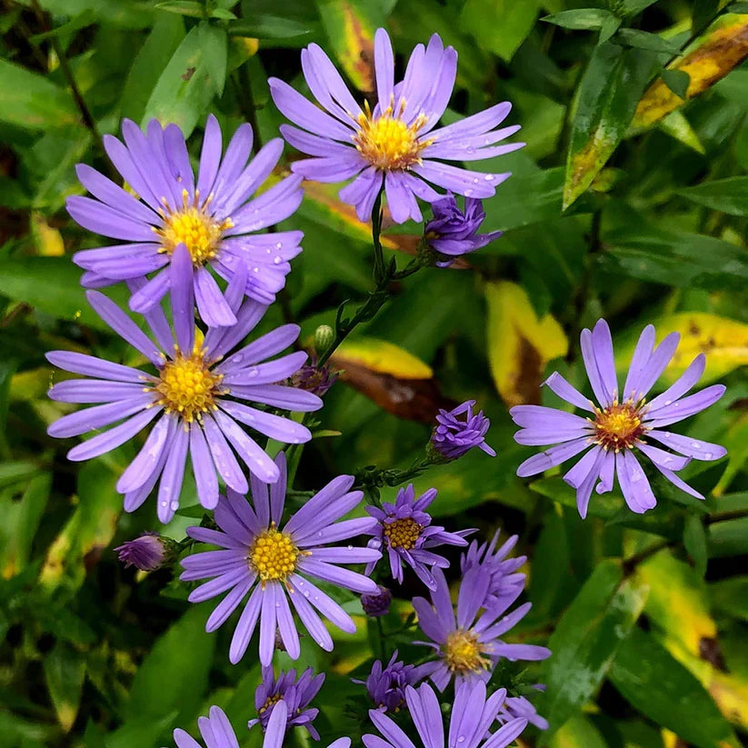 Symphyotrichum laeve Seeds – Smooth Blue Aster, Native Wildflower, Pollinator-Friendly Meadow Plant, Perennial Seed (100 Seeds)