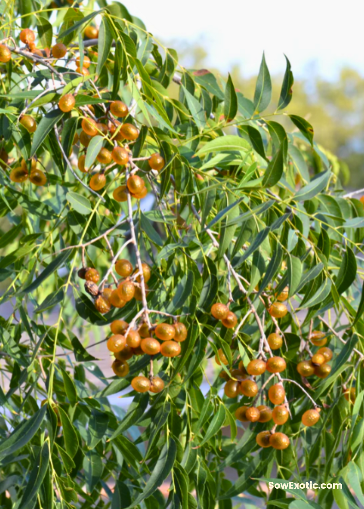 Soapberry Tree Sapindus saponaria var. drummondii – Native Deciduous Tree with Natural Cleaning Power and Wildlife Habitat