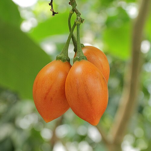 Rare Solanum betaceum 'Camo' Tree Tomato Cuttings | Exotic Striped Tamarillo Fruit Plant | Fast Growing Edible Fruit