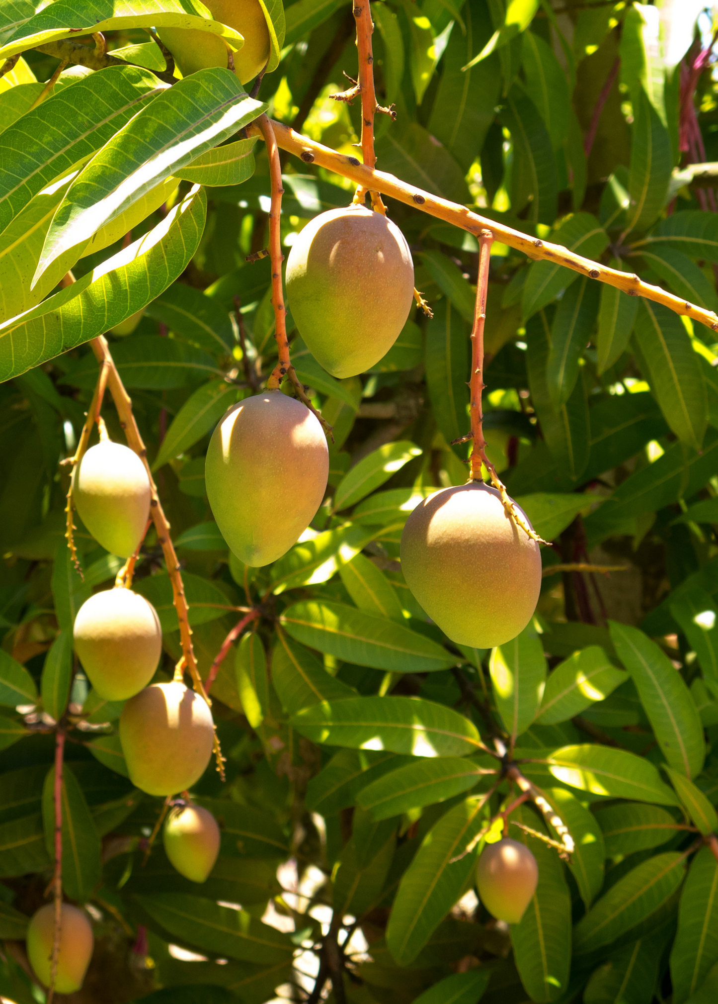 Mango Tree Carrie (Mangifera indica) Fruit Tree, Yellow-Green Ripening, Spicy Aroma, South Florida Origin