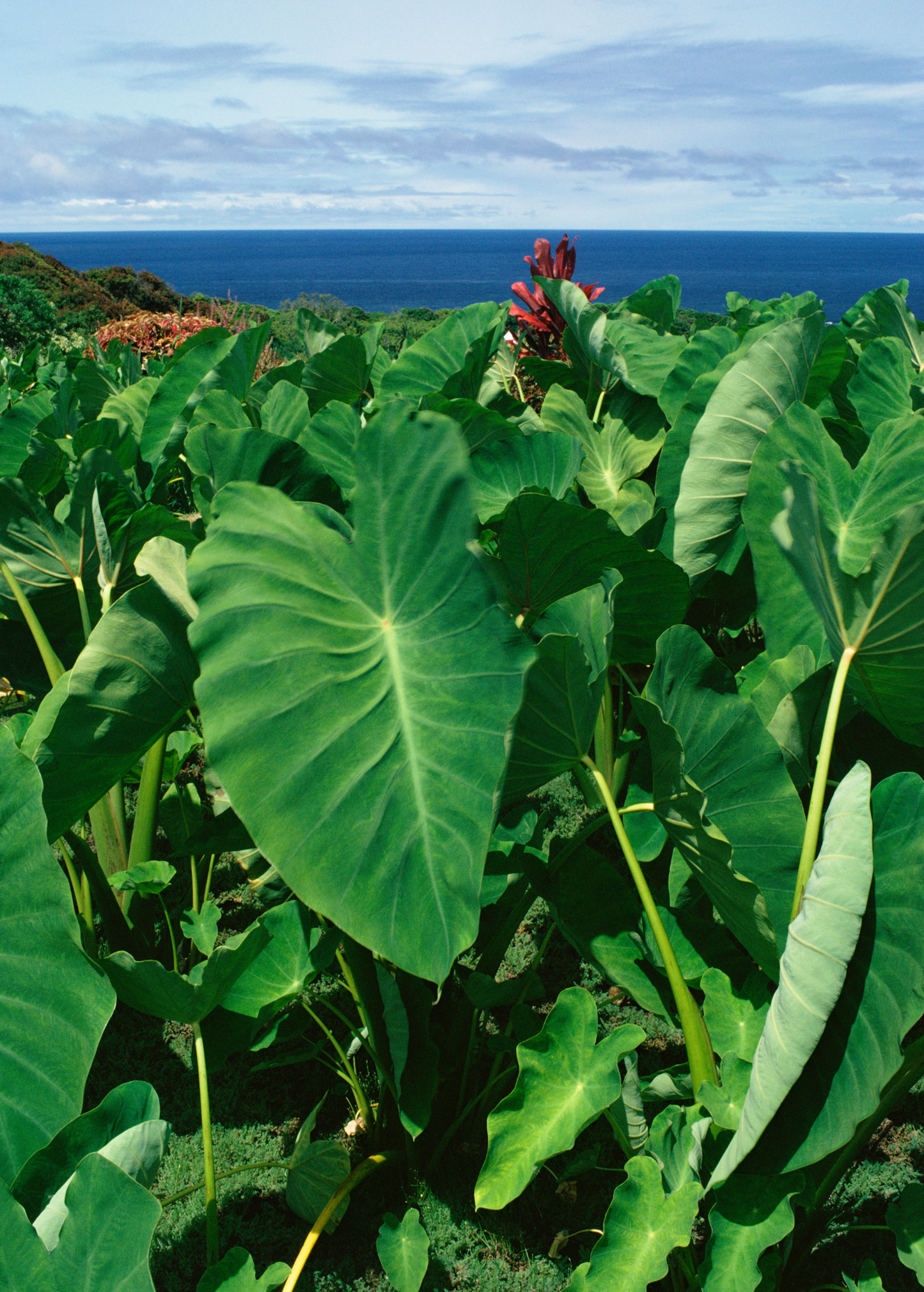 Taro Plant Chinese Bun Long Edible Taro (Colocasia esculenta) Tropical Perennial Herb