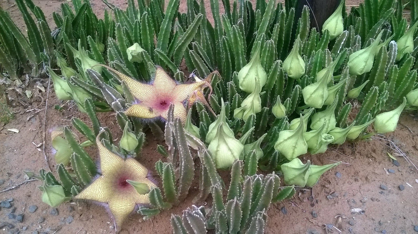 Stapelia gigantea Unrooted Cutting - Starfish Flower Cactus, Giant Carrion Flower Succulent for Propagation & Collectors
