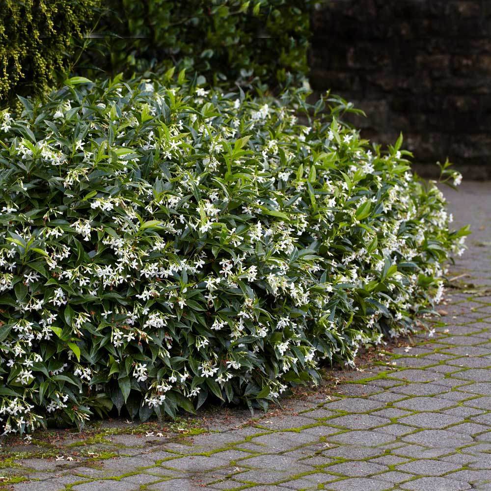 Star Jasmine Plant Live Rooted Stem | Fragrant White Flowers | Evergreen Climber | Trachelospermum jasminoides