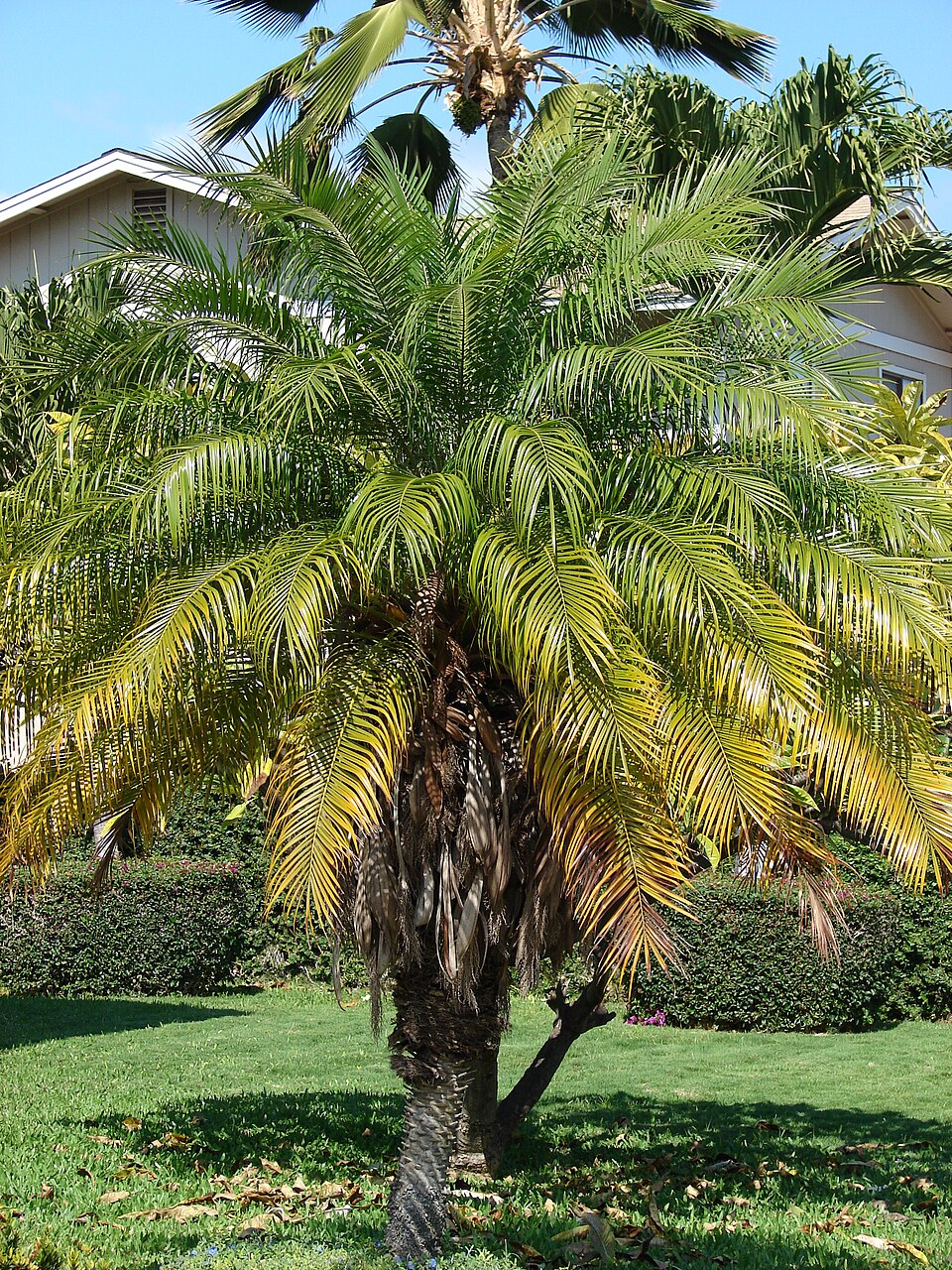 Phoenix roebelenii Seeds – Pygmy Date Palm, Miniature Ornamental Palm Tree, Indoor & Outdoor, 5 Seeds