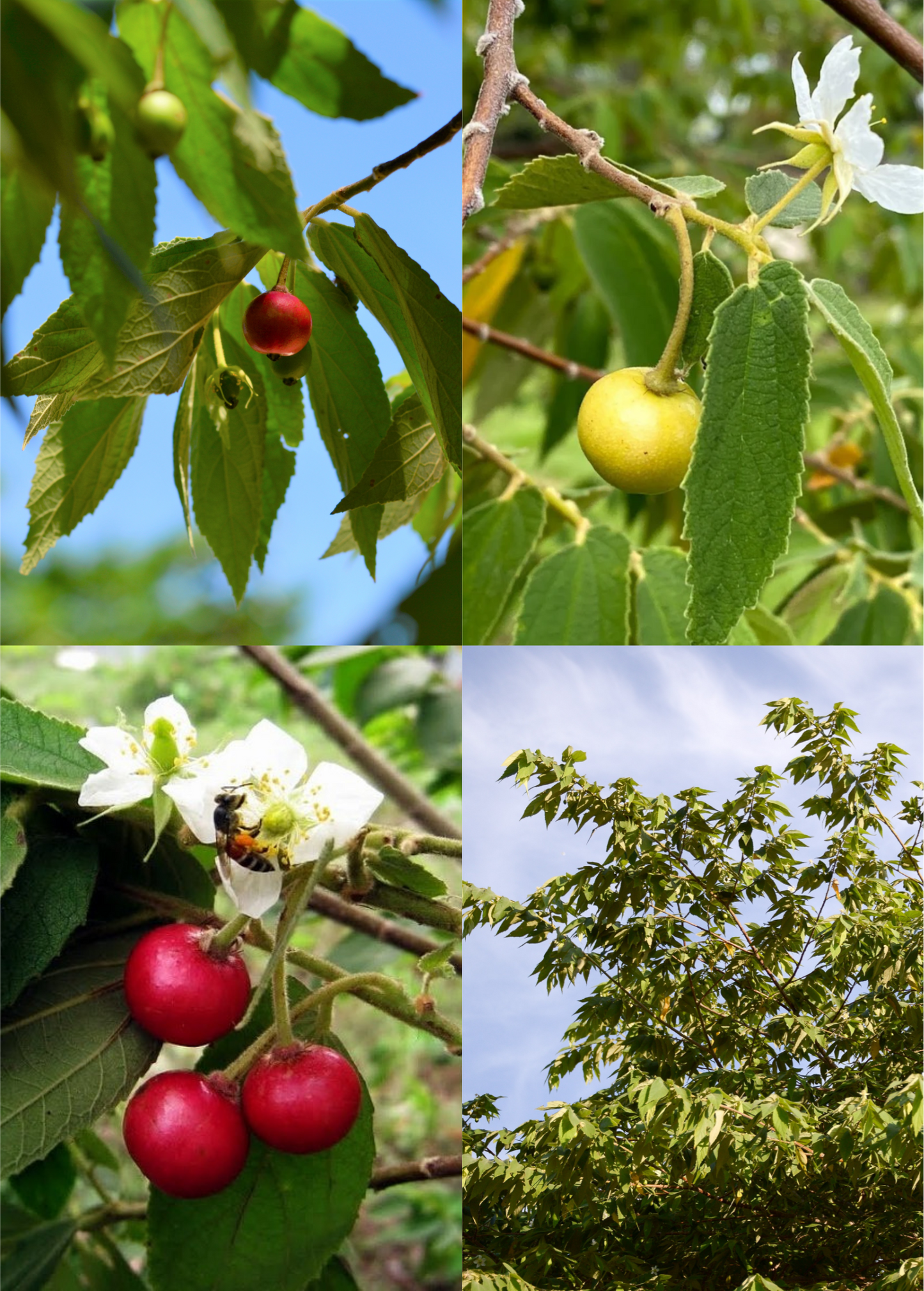 Strawberry Tree Bundle – Red & Yellow Fruiting Trees – Muntingia calabura – Edible Fruit Trees for Garden