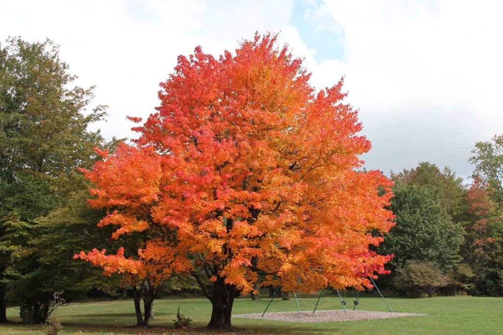 Live Sugar Maple Tree 10-18 Inches Tall Acer saccharum Hardy Fall Color Shade Tree Zones 3-8
