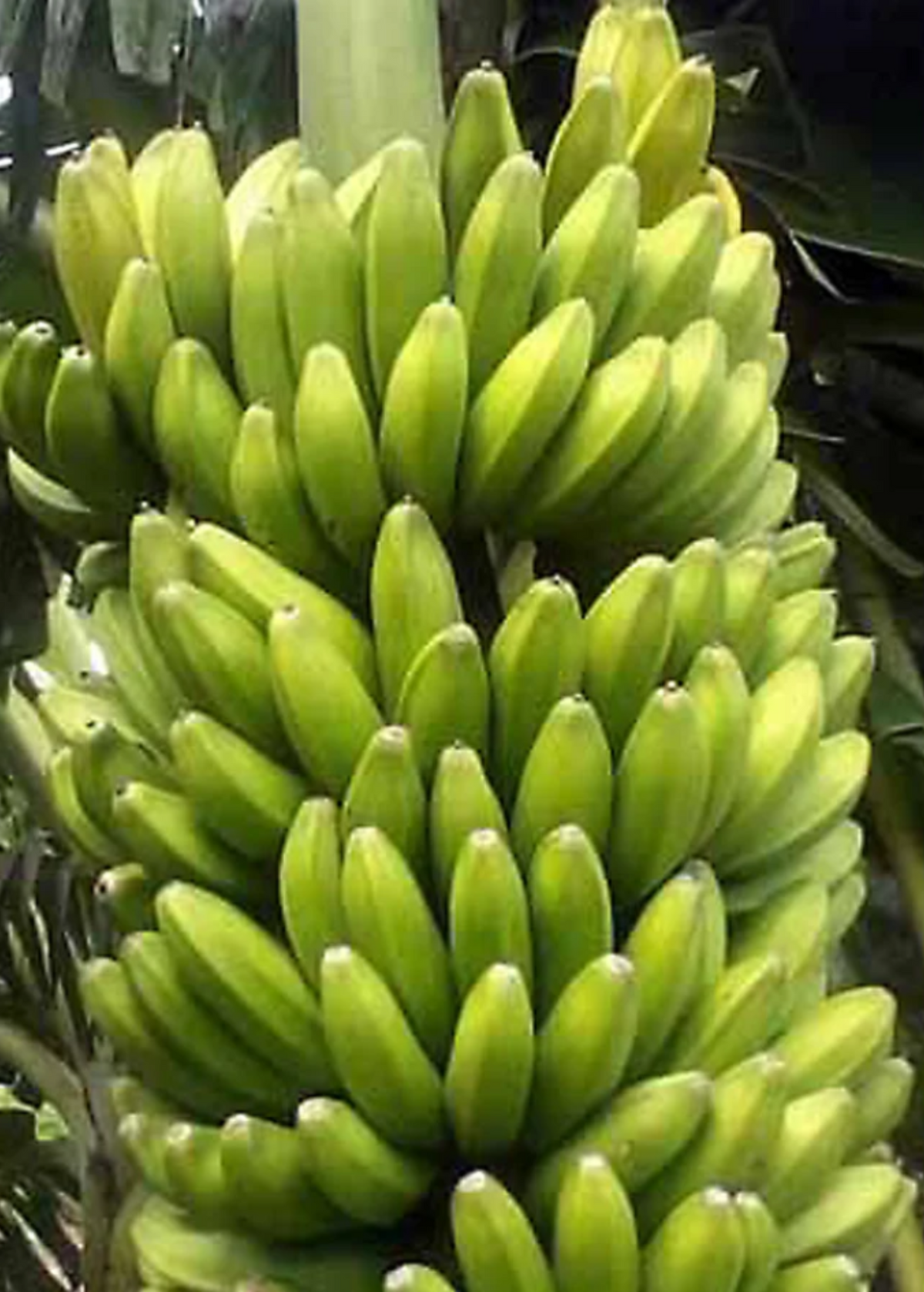 Banana Plant Sweetheart Hybrid Dwarf Musa acuminata FHIA-3 Tropical Fruit Tree
