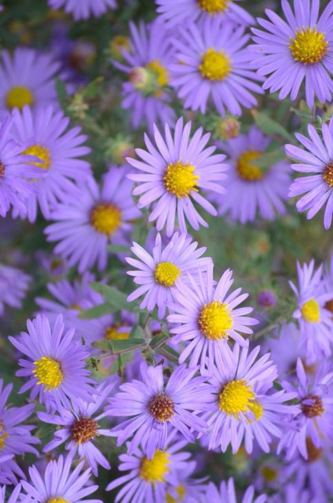 Symphyotrichum oblongifolium Seeds - Aromatic Aster, Native Perennial Wildflower, Purple Blooms, Pollinator Plant, 100 Seeds