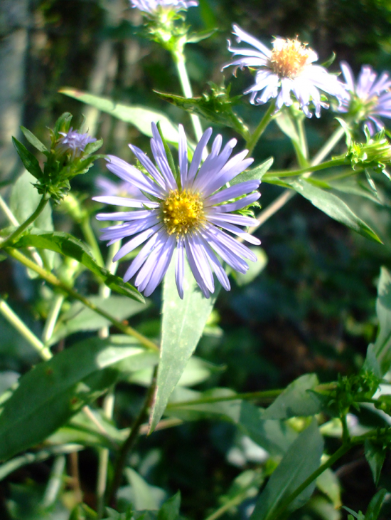 Symphyotrichum puniceum Seeds – Native Wildflower, Pollinator-Friendly, Wetland Plant, Purple-Stemmed Aster, 350 Seeds