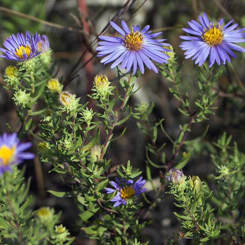 100 Symphyotrichum oblongifolium Seeds - Aromatic Aster Native Perennial Wildflower for Pollinator Gardens