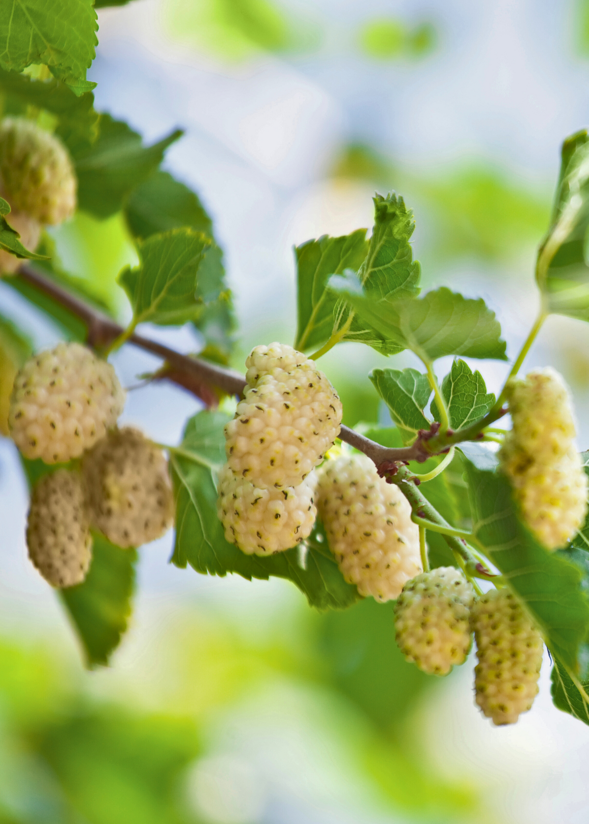 White Mulberry 'Tehama' Morus alba - Seedless, Sweet, Large Berries, Edible Landscape Tree