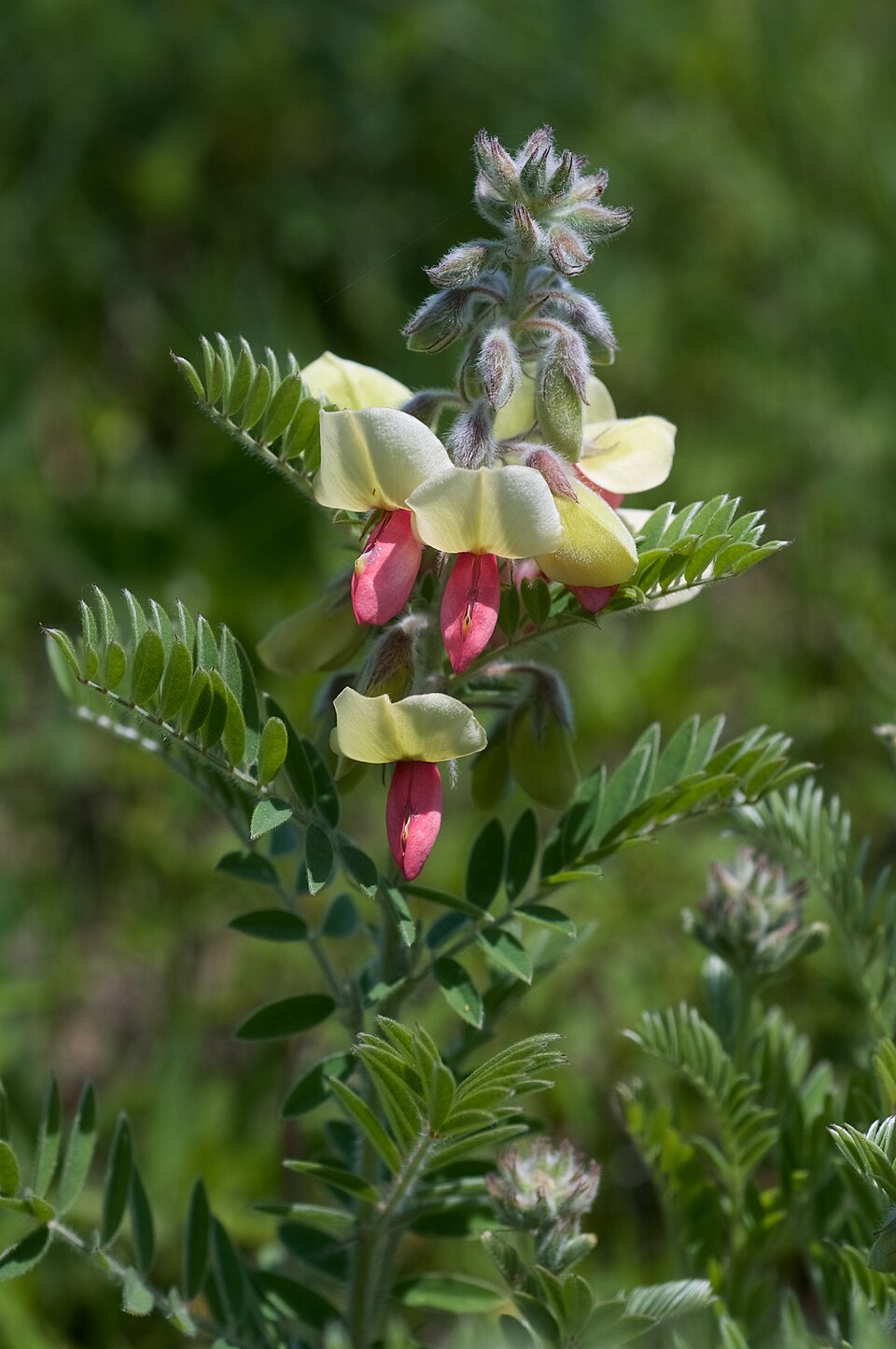 Tephrosia virginiana Seeds – Goat’s Rue Wildflower, Non-GMO Perennial Seeds for Pollinator Gardens, Native Legume, Purple Flowers