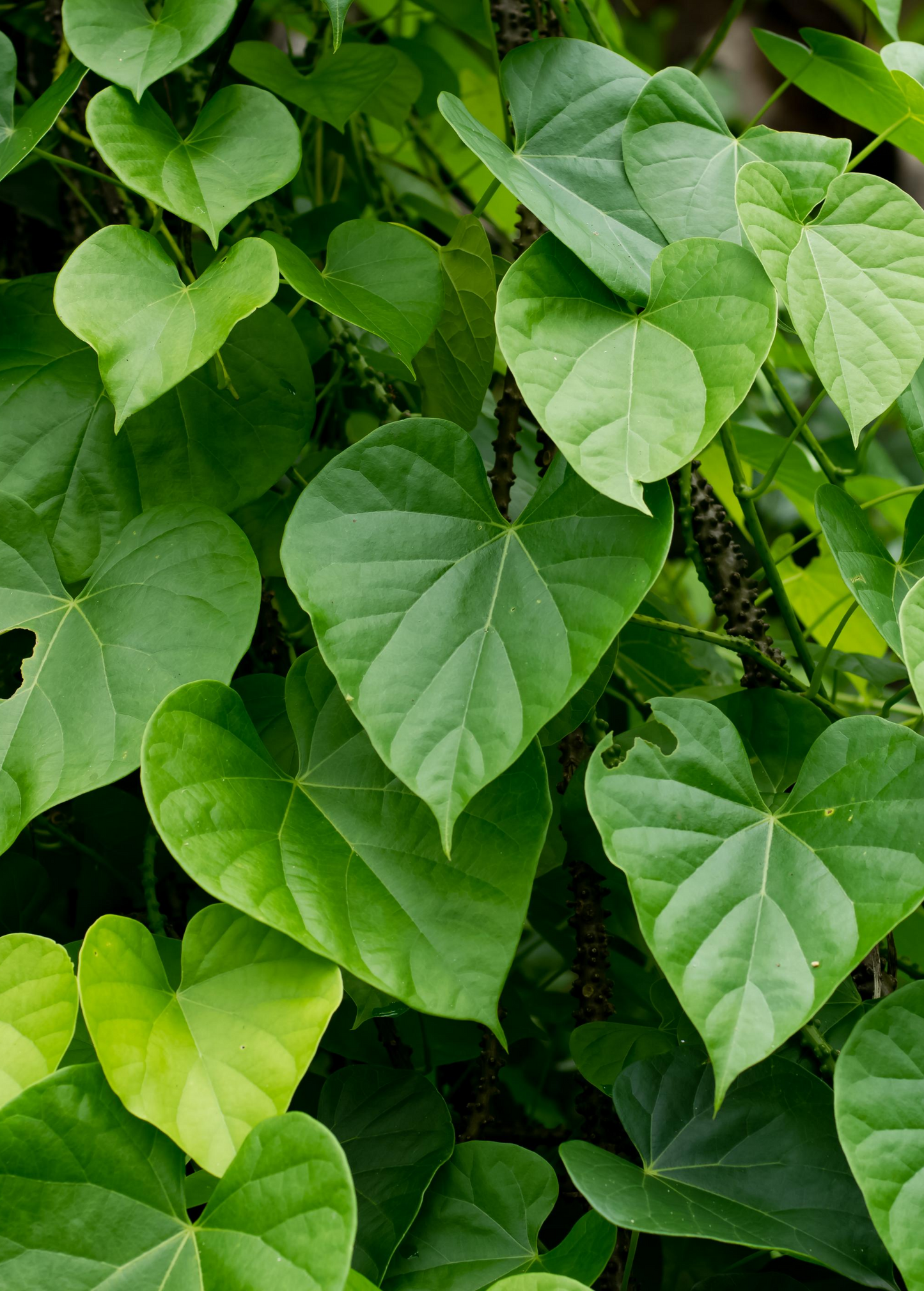 Giloy Vine Climbing Plant, Heart-Shaped Leaves, Ayurvedic Herb, Tinospora cordifolia, Herbal Garden Plant